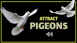 Sound to Attract Pigeons  Pigeon Call [upl. by Slin81]