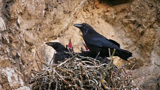 The Common Raven Nesting High on the Rocks  Corvus corax [upl. by Adamski25]