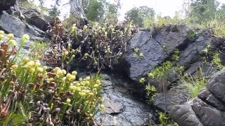 Darlingtonia californica and Pinguicula macroceras growing in Gasquet CAPT2 [upl. by Lauter]