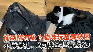 捕到稀有魚？貓咪玩窗簾被困 不停掙扎2同伴全程看戲XD│寵物│貓咪｜猫｜ねこ│Pet│Cat│Kitten [upl. by Einegue]