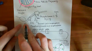 Oocyte Activation Part 2 [upl. by Elna]