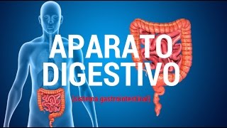 Aparato digestivo sistema gastrointestinal [upl. by Alberta782]