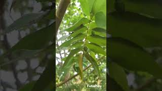 Alguem conheci essa fruta  calabura ela e bem parecida com o sabor d jabuticaba [upl. by Sirromad]