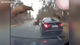 Herd of deer leaps over moving vehicle to avoid crash [upl. by Eiuqnom193]