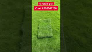 Lawn Grass  Natural Grass  Slection No1 Nilagiri grass Neelgiri grass [upl. by Bab]