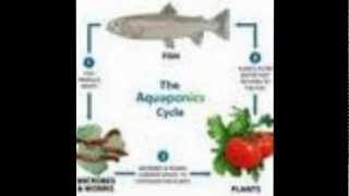 Why Is Aquaponic System Better than Hydroponic System [upl. by Damian448]