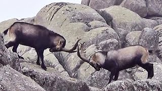 Cabras en La Pedriza [upl. by Mozza729]