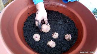 Planting Red Chieftain Potatoes in Containers Spring 2017 [upl. by Felder]