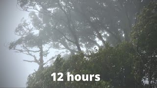 WIND SOUNDS for 12 Hours Sound of Wind for Relaxing Sleep Study Windy Sound [upl. by Enitram]