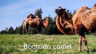 Bactrian camel Camelus bactrianus [upl. by Aldarcy]