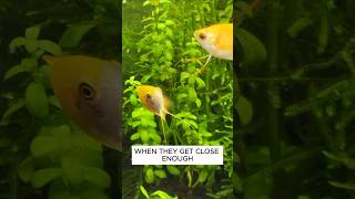 Why Honey Gourami Are Great Fish For 10 Gallon Tanks aquarium fishtank [upl. by Letniuq]