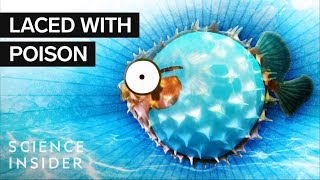 What’s Inside A Puffer Fish [upl. by Llevel]