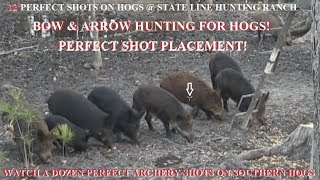 12 Hog Compilation bow arrow perfect shot compilation perfect shot placement [upl. by Haik]