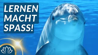 Motivierende KinderMeditation mit Pau dem Delfin 🐬 [upl. by Howey639]