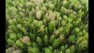 Studia Generalia Metsä Metsä hengittää ja yskii [upl. by Rew]