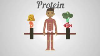 Biology  Proteins Carbohydrates amp Fats [upl. by Nilorac]