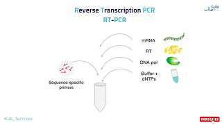 Reverse Transcription PCR RT PCR [upl. by Germayne]