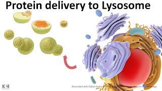 Protein trafficking to lysosome [upl. by Uah]