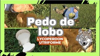 Lycoperdon utriforme  Pedo de lobo [upl. by Emiaj]