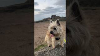 Cairn Terrier dog explores a 600 year old castle ruin [upl. by Annawyt]