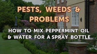 How to Mix Peppermint Oil amp Water for a Spray Bottle [upl. by Garlan857]