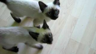 Talking Siamese kittens  SUPER CUTE [upl. by Yellek]