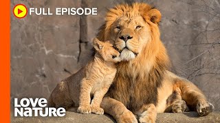 Lion Cubs Meet Dad For The First Time  Wildlife Icons Ep101 [upl. by Akena]