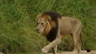 Huge Male Lion Crossing the Road [upl. by Eltsryk884]