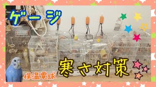 冬の準備をしました！！インコの寒さ対策☆保温電球、防寒カバー♪ ウロコインコ セキセイインコ オカメインコ Budgerigar Cockatiel Greencheeked parakeet [upl. by Thecla]