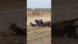 Equestrian wild Horse  equestrian horse rider wildanimals shorts youtubeshorts viral [upl. by Hugh179]