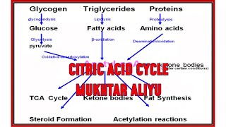 Metabolism of carbohydrates Citric Acid Cycle and Endosymbiotic theory [upl. by Winters985]