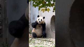 FUBAO was startled 😂 cute funny pandalove shortsvideo animals pandafans [upl. by Perle907]