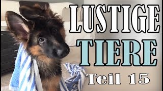 Süße und Lustige Tiervideos  Teil 15  ✪ Stern DuTube [upl. by Chem]