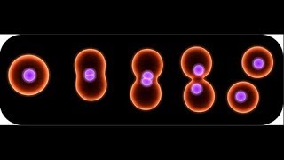 Binary fission in bacteria [upl. by Osher357]