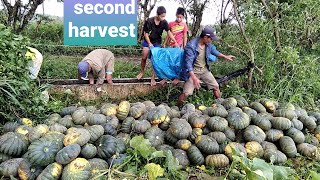 kalabasa farming small medium large squash harvest [upl. by Nickola]