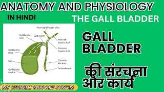 पित्त रस और पित्ताशय  पित्ताशय की संरचना  functions of bile juice and gall bladder [upl. by Atikahs]