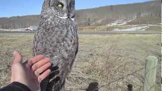 Petting a Wild Great Grey Owl [upl. by Nyre]