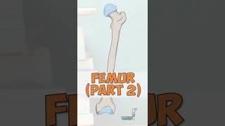 Anatomy of the Femur Part 2 [upl. by Ayela]