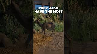 Did you know Kirk´s DikDik facts gaming planetzoo dikdik zookeepersanimalpack animalfacts [upl. by Arikehs419]