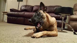 Belgian Malinois Puppy to 12 Months Old [upl. by Benedix692]