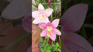 Zephyranthes Carinata Rosepink zephyr Lily or Pink Rain Lily [upl. by Free]