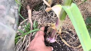 Un potager en bretagne légumes agrumes  faux poivrier aromates [upl. by Ayarahs]