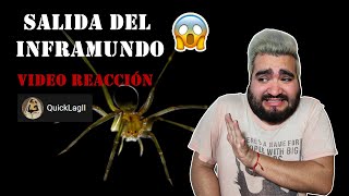 Reaccionando a la araña de rincon de QUICKLAG [upl. by Arlen730]