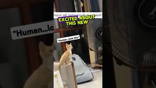 Orange Cat discovers something new 😂🥹 funny shorts [upl. by Trik]