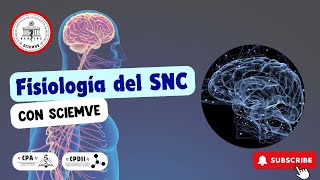 Fisiología del sistema nervioso central🧠 [upl. by Rexford544]