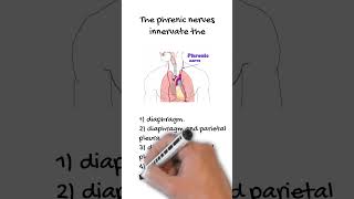 Quiz 31  The phrenic nerves innervate the [upl. by Kare]