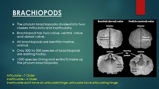 Brachiopods  Evolutionary Trend in Brachiopoda  Invertebrate Paleontology [upl. by Dranik]