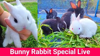 Crazy Rabbits You Wont Believe  Cutest Baby rabbits Playing Feeding Activities [upl. by Amron412]