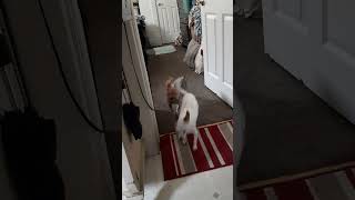 The Yorkie is the boss 😂yorkshireterrier chihuahua dogvideos dogshorts [upl. by Rosenstein]