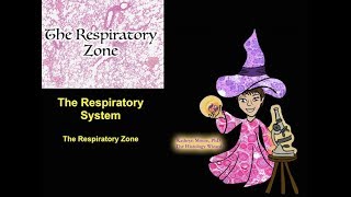 The Respiratory System The Respiratory Zone [upl. by Reba]